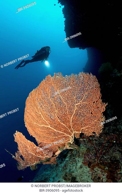 Annella Gorgonia, Sea Fan or Coral Fan (Annella reticulata) growing under an overhang of a coral reef, scuba diver at the back, Lhaviyani Atoll, Indian Ocean