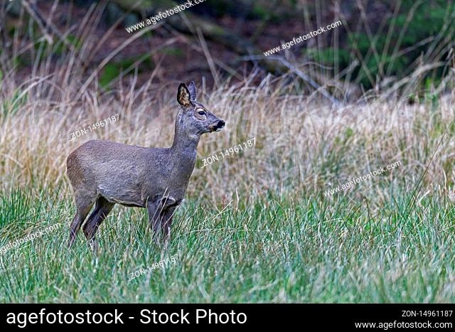 Ricke auf einer Wildwiese am Waldrand / Female Roe Deer on a game meadow near a forest edge / Capreolus capreolus