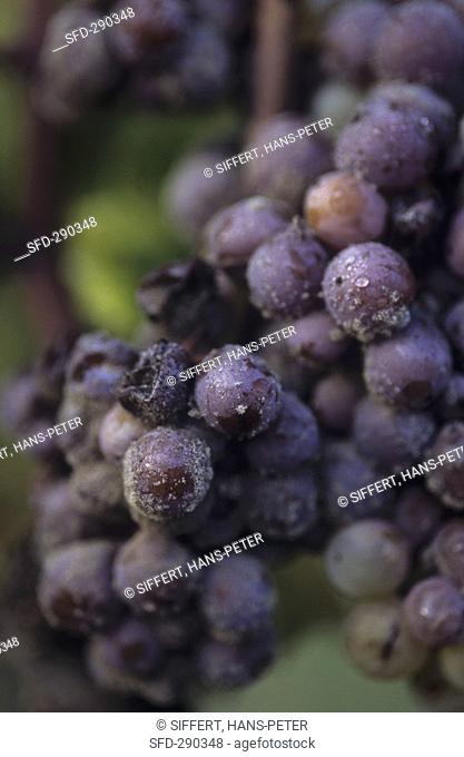 Semillon grapes with noble rot close-up
