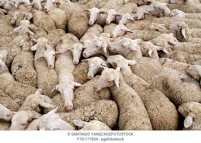 Sheep. Navarre. Spain
