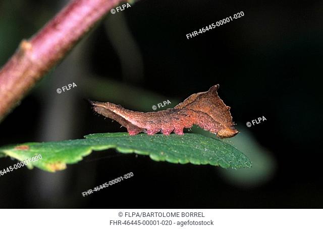 Chinese Character Cilix glaucata Larva