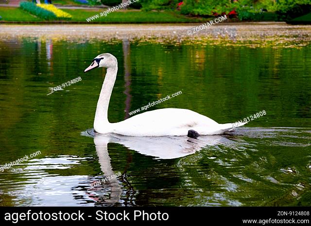 Swan on blue lake water in sunny day, swans on pond