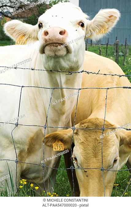 Two cows standing beside barbed wire fence, one looking at camera