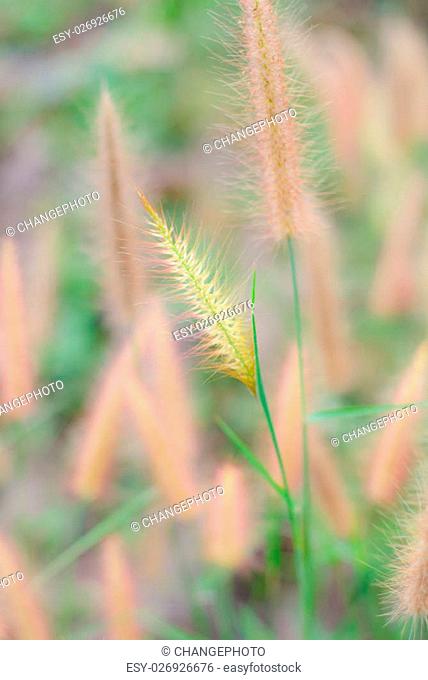 Flower grass background , Pennisetum pedicellatum Trin