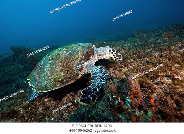 Hawksbill Sea Turtle, Eretmochelys imbricata, Aliwal Shoal, Indian Ocean, South Africa, sea turtles, Hawksbill Turtle, Turtles, Sea turtle, Sea turtles