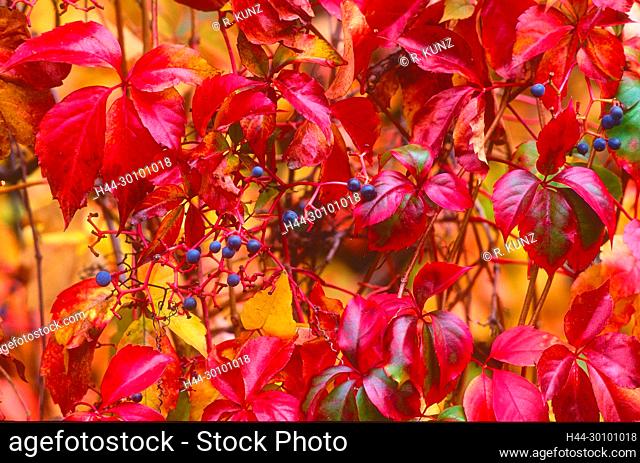 Virginia Creeper, Parthenocissus quinquefolia, Vitaceae, leaves, autumn colours, berries, vine, plant, Switzerland, Origin Northern America