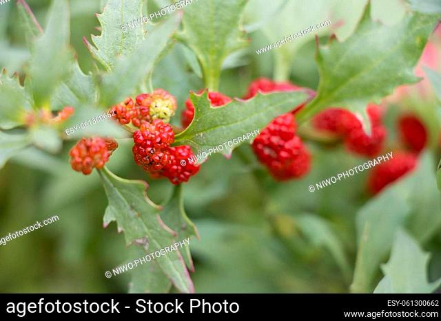 Real strawberry spinach - Chenopodium foliosum with its red strawberry fruits