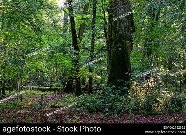 Summertime deciduous forest with oak monumental tree in foreground, Bialowieza Forest, Poland, Europe