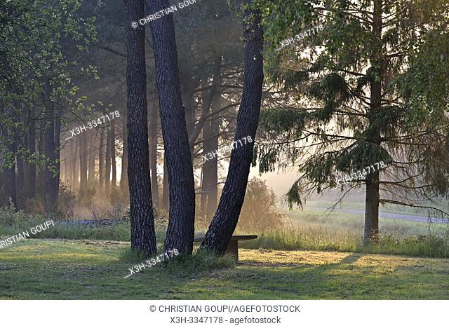 brume matinale dans une pinede du Parc naturel regional Loire Anjou Touraine, environs de Langeais, departement Indre-et-Loire, region Centre-Val de Loire