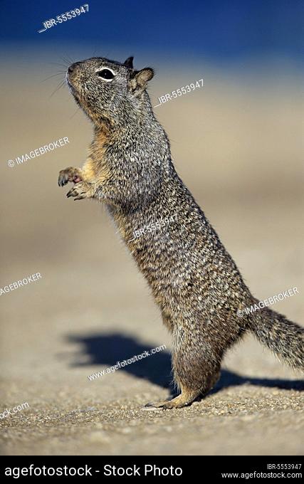 California Ground Squirrel (Citellus beecheyi), adult, Monterey, California, North America, USA, North America