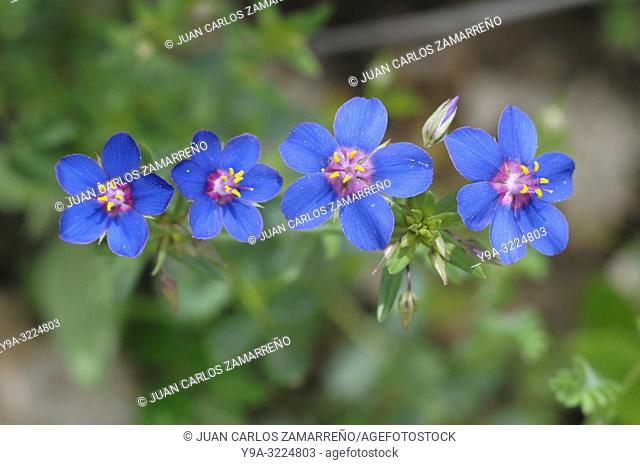 Anagallis monellii, Blue Pimpernel, flowers, Primulaceae, Sotoserrano, Sierra de Francia, Salamanca, Spain