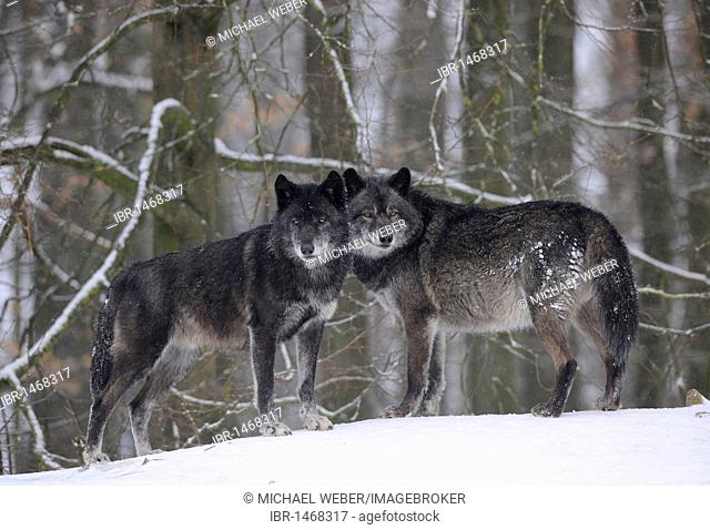 Mackenzie Wolf, Alaskan Tundra Wolf or Canadian Timber Wolf (Canis lupus occidentalis), two wolves in the snow