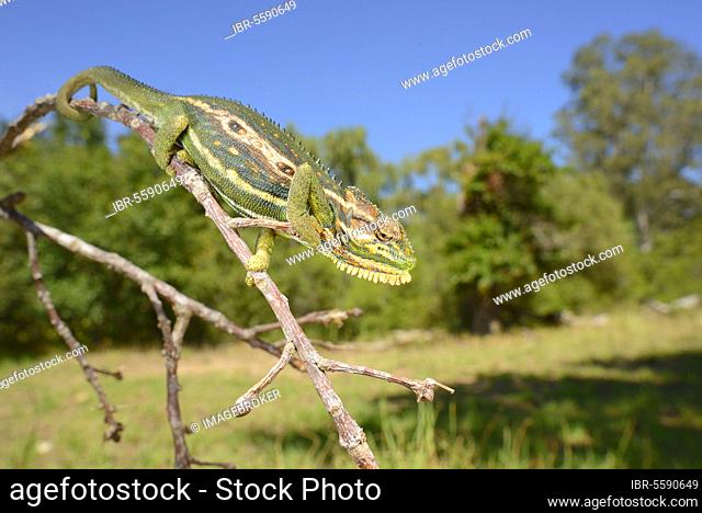 Cape Dwarf Chameleon (Bradypodion pumilum) adult, climbing on twig, Western Cape, South Africa, Africa