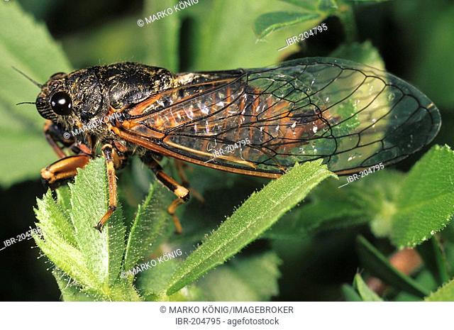 Cicada (Cicadetta montana)