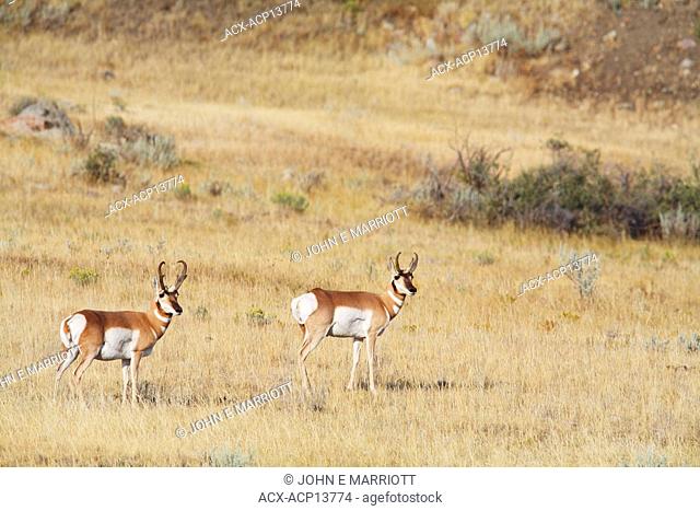 Two pronghorn antelope bucks in Grasslands National Park on the Canadian Prairies, Saskatchewan, Canada