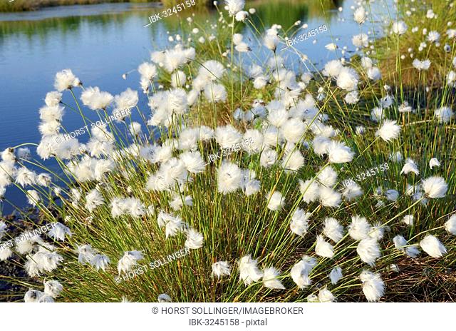 Cottongrass (Eriophorum sp.), flowering perennial in a bog pond in Grundbeckenmoor marsh, Inntal, Voralpenland, Raubling, Upper Bavaria, Bavaria, Germany