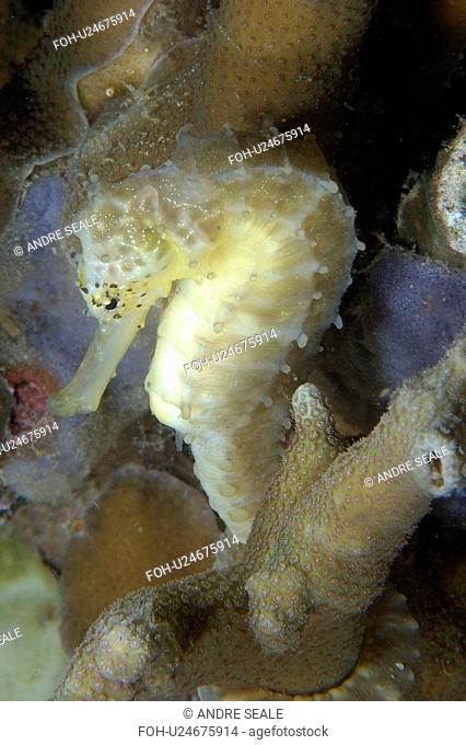 Tigertail seahorse, Hippocampus comes, Malapascua, Northern Cebu, Philippines, Visayan Sea
