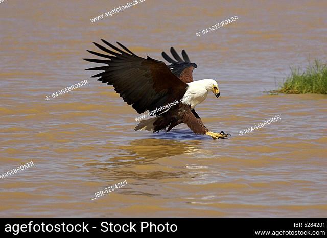 AFRICAN FISHING EAGLE (haliaeetus vocifer), ADULT IN FLIGHT, FISHING, BARINGO LAKE IN KENYA
