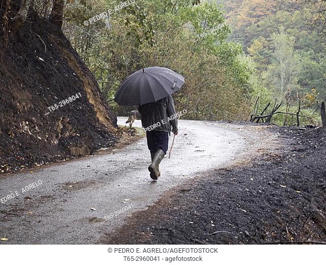 Great forest fire in the natural reserve of los ancares, a man from the town of Cervantes, walks with his dog after the uncontrolled fires that affected Galcia