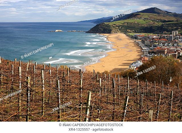 Viñas de txakoli frente al mar, Zarauz Zarautz, Guipuzcoa Gipuzkoa Basque Country Euskadi, Spain España
