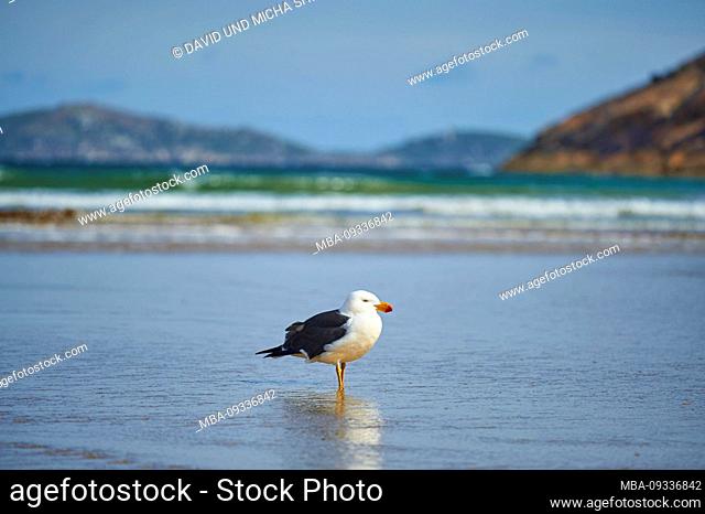 Pacific Gull, Larus pacificus, Wilsons Promontory National Park, Victoria, Australia