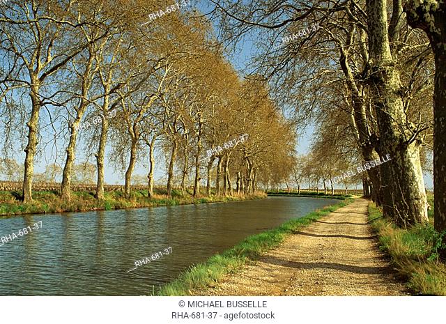 Trees lining the Canal du Midi and towpath near Capestang, Languedoc Roussillon, France, Europe