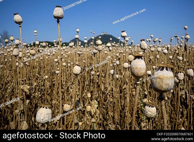 Opium poppy (Papaver somniferum) field near Bezdez, Ceska Lipa, Czech Republic, August 6, 2020. (CTK Photo/Vit Simanek)