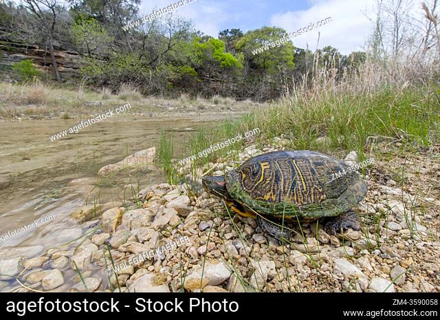 A red-eared slider (Trachemys scripta elegans), also known as the red-eared terrapin, red-eared slider turtle, red-eared turtle, slider turtle
