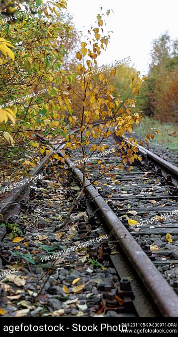 28 October 2023, Schleswig-Holstein, Neumünster: Undergrowth sprawls over the tracks of a disused railroad line Photo: Markus Scholz/dpa/picture alliance/dpa |...