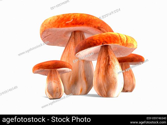 ceps isolated on white background 3d render