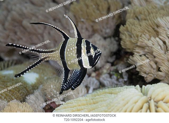 Snowflake Cardinalfish, Pterapogon kauderni, Lembeh Strait, North Sulawesi, Indonesia