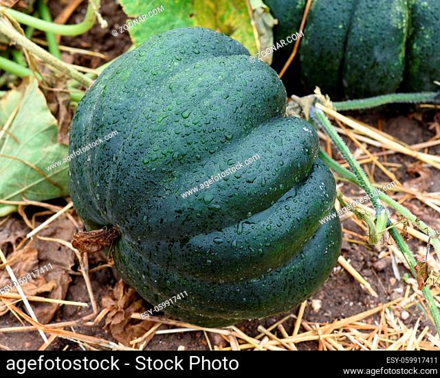 Muskat, ist ein Speisekuerbis und eine schoene attraktive Gartenfrucht. Muskat, is a Edible Pumpkin and a beautiful attractive garden fruit