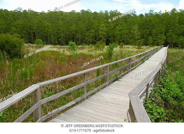 Florida, Naples, Everglades, Corkscrew Swamp Sanctuary & Blair Audubon Center, preserve, watershed, nature boardwalk, largest remaining stand old growth bald...