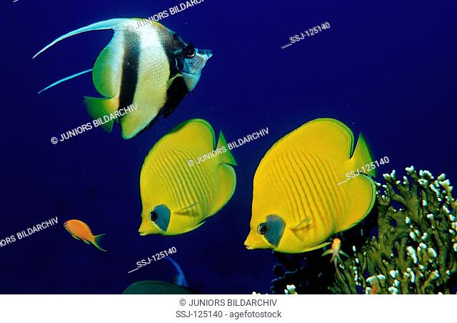 Masked Butterflyfish, Bannerfish, Chaetodon semilarvatus, Heniochus intermedius, Egypt, Shaiab Marksur, Red Sea