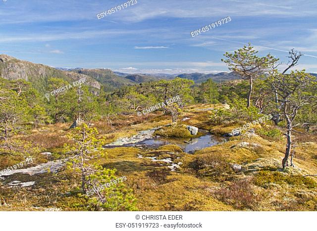 Idyllic high moor with ponds, pines and moss pads between Namsos and Lund
