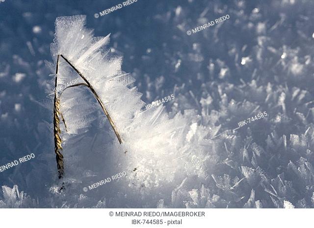 Frost and ice-covered blade of grass, ice crystals