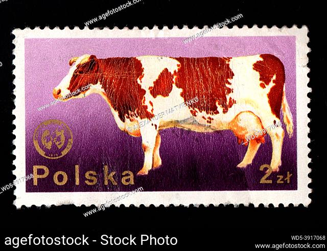 Poland - CIRCA 1984: Stamp printed in Poland showing milch cow. Cow imaged on postal stamp. Postal stamp about farm animal. Brown farm animal