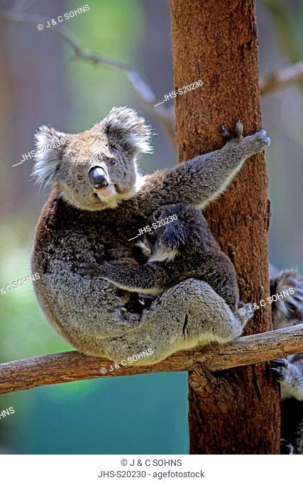 Koala, (Phascolarctos cinereus), mother with young on tree, Mount Lofty, South Australia, Australia