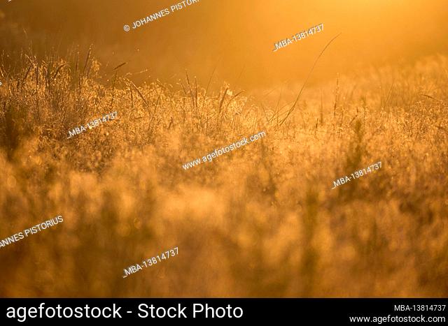 Europe, Denmark, North Jutland. Golden morning light in the dunes of the Baltic Sea coast