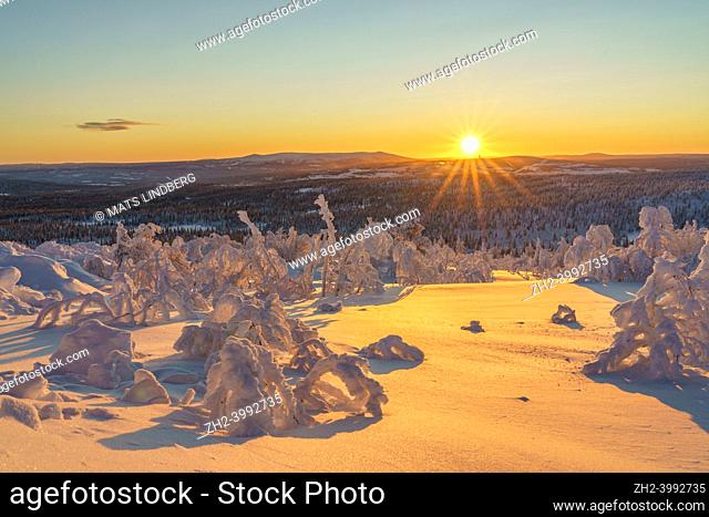 Winter landscape at sundown with snowy trees, colorull sky and direct light, Gällivare county, Swedish Lapland, Sweden