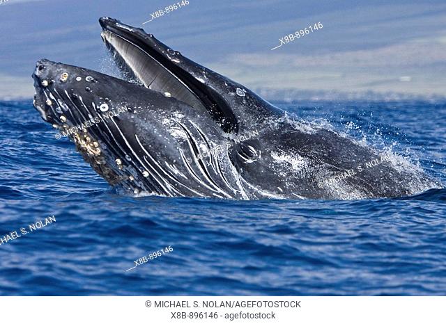 Extremely scarred up sub-adult humpback whale (Megaptera novaeangliae) continually breaching in the AuAu Channel between the islands of Maui and Lanai, Hawaii