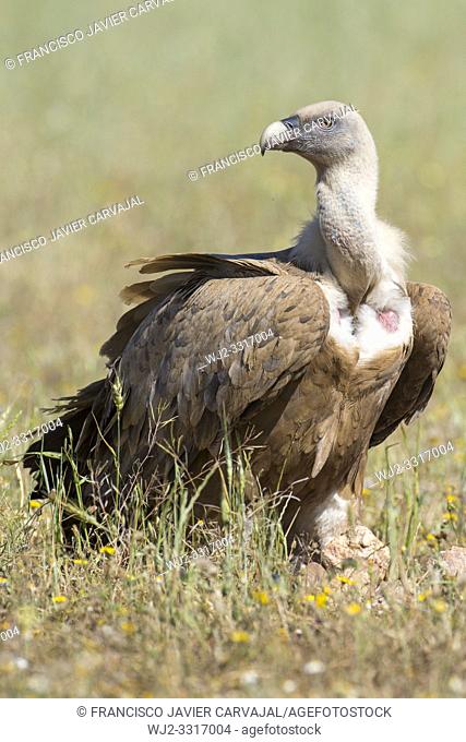 Griffon vulture perched on the ground in the vicinity of a cadaver, Extremadura, Spain