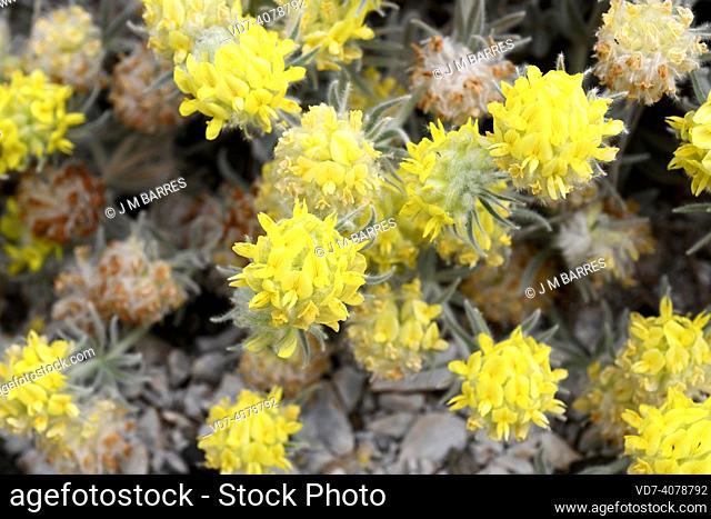 Anthyllis tejedensis plumosa is a shrub endemic to southern Spain (Tejeda and Almijara mountains). This photo was taken in Malaga, Andalusia, Spain
