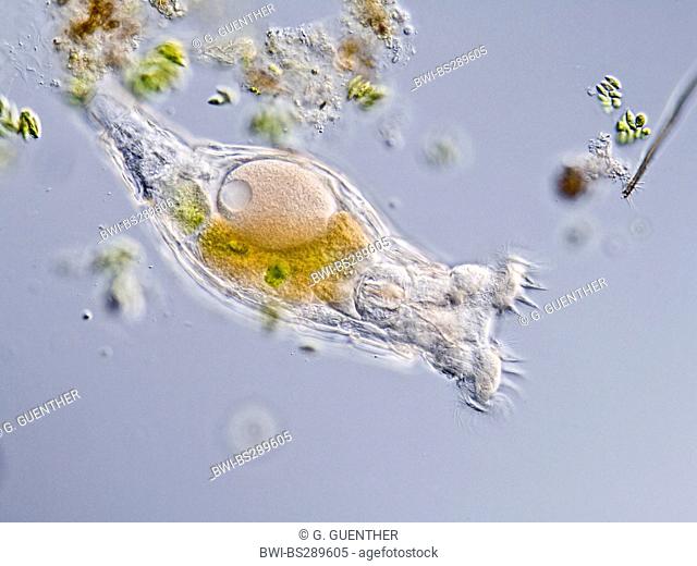 rotifer (Philodina spec.), on the feed, Germany