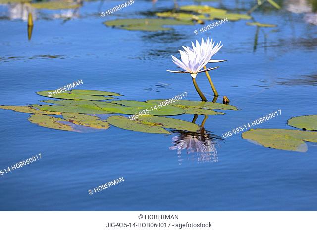 Water Lillie, Chobe National Park, Botswana, Southern Africa