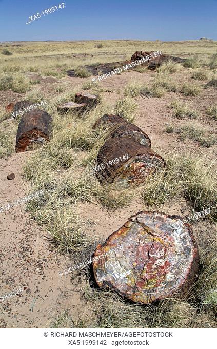 USA, Arizona, Petrified Forest National Park, petrified logs from the late Triassic period, 225 million years ago