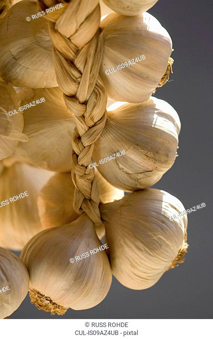 Hanging bunch of garlic bulbs