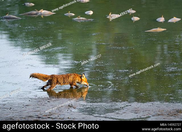 Red fox (Vulpes vulpes) searching the shore of a pond for dead fish, in the background you can see dead fish, May, summer, Hesse, Germany, Europe