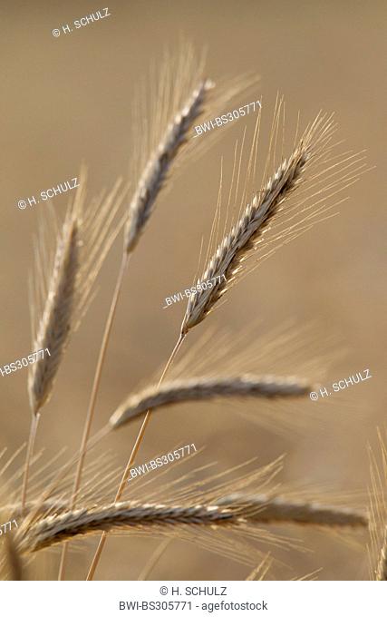 cultivated rye (Secale cereale), Rye spikes in backlight , Germany, Schleswig-Holstein