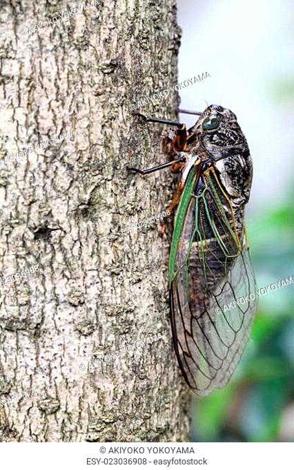 cicada holding on a tree, Cryptotympana facialis, kumazemi